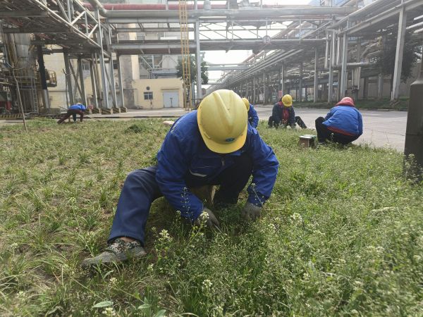 3月22日，行政保衛(wèi)部趙師傅等人在道路兩旁清除雜草。.jpg